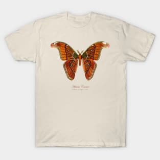 Moth - Attacus Caesar T-Shirt